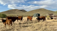 a group of cows standing in a field near a water tank