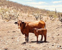 a cow and a calf standing in a dry field