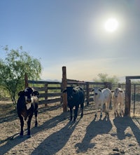 a group of cows standing in a dirt field