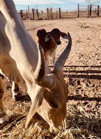 a cow and calf eating hay in a field