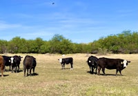 a group of cows standing in a field