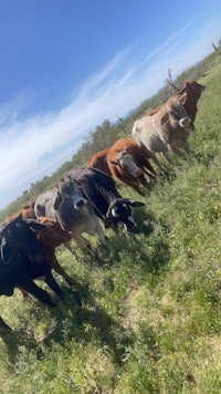 a group of cows grazing in a field