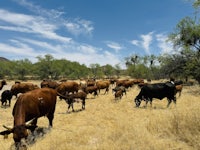 a group of cows grazing in a field