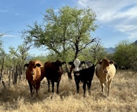 four cows standing in a field near a tree
