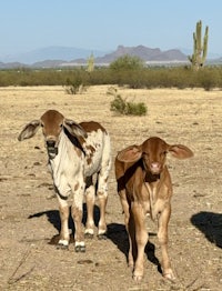 three calfs standing in the desert with cactus in the background