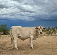 a white cow standing in the desert under a stormy sky